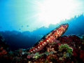   lizard fish  